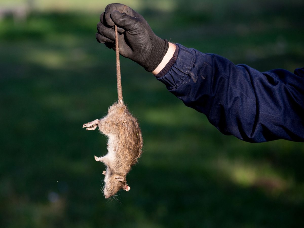 Technician responding to an emergency rodent call in Memphis, TN